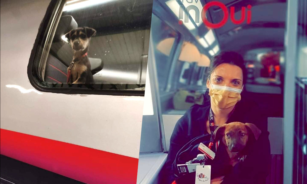 Qui sont Les Anges du Rail, ces agents SNCF qui sauvent les animaux abandonnés ?