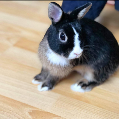 Photo de l'animal