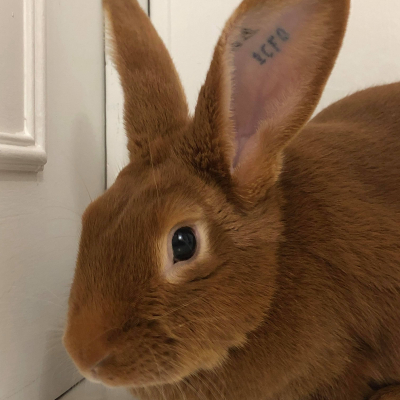 Photo de l'animal