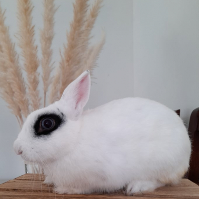 Photo de l'animal