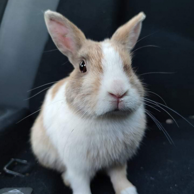 Photo de l'animal